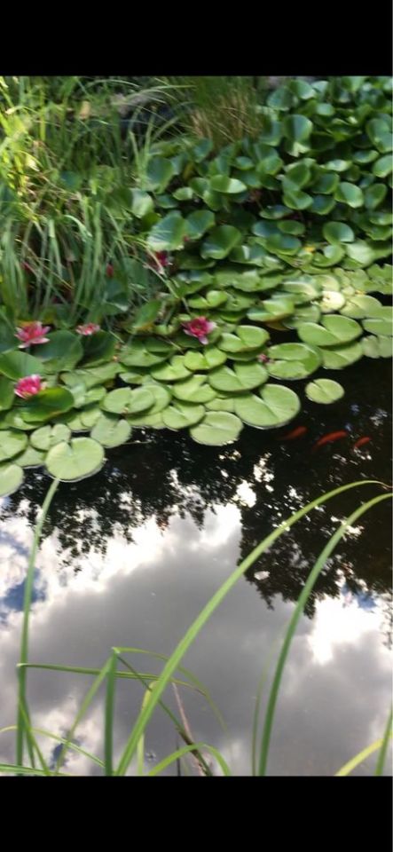 Działka rolno-budowlana Sądów. Zdjęcie 6