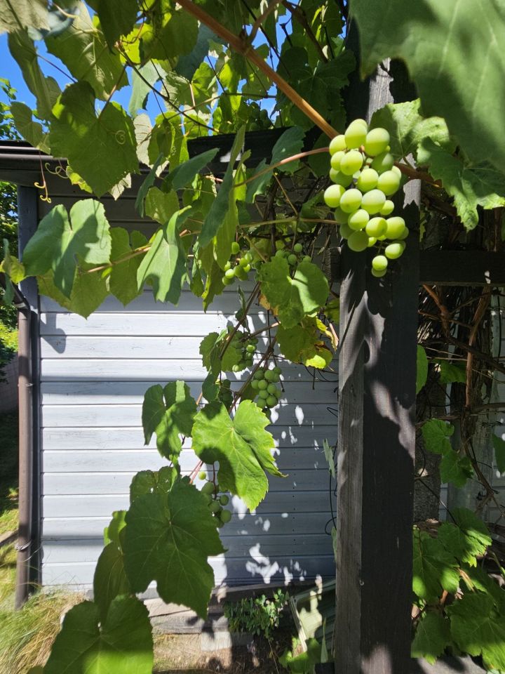 Działka rod Warszawa Bielany, ul. Obrońców Tobruku. Zdjęcie 3