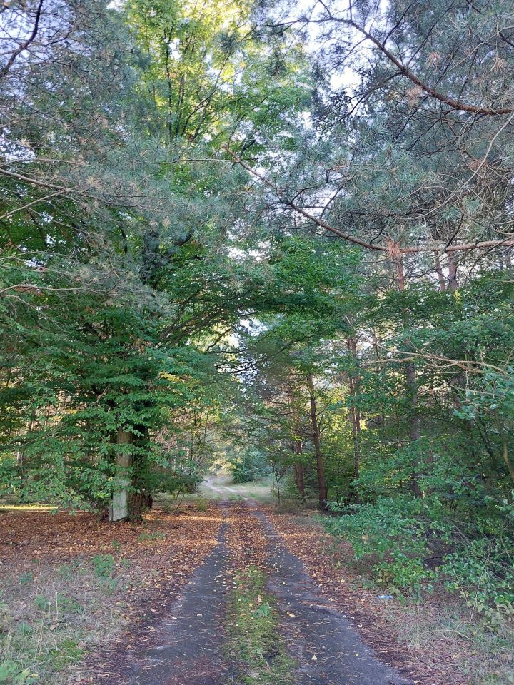 Działka rolna Izabelin. Zdjęcie 2