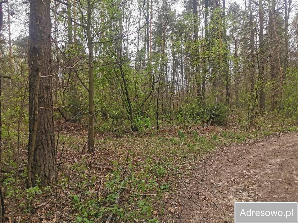 Działka leśna Dąbrowa Górnicza. Zdjęcie 6