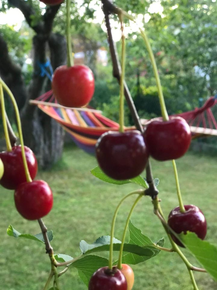 Działka rod Gdynia Babie Doły, ul. Zielona. Zdjęcie 8