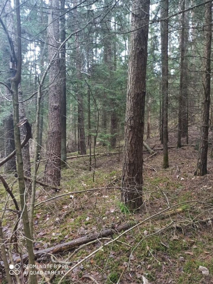 Działka Czuprynowo. Zdjęcie 2