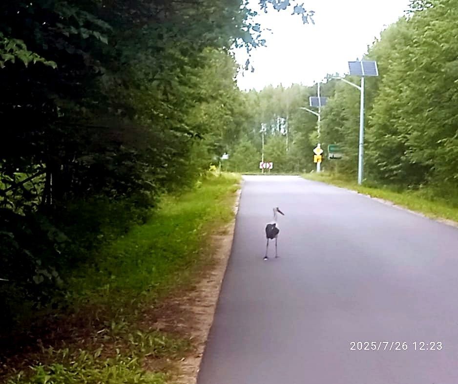 Działka rolno-budowlana Skupowo. Zdjęcie 3