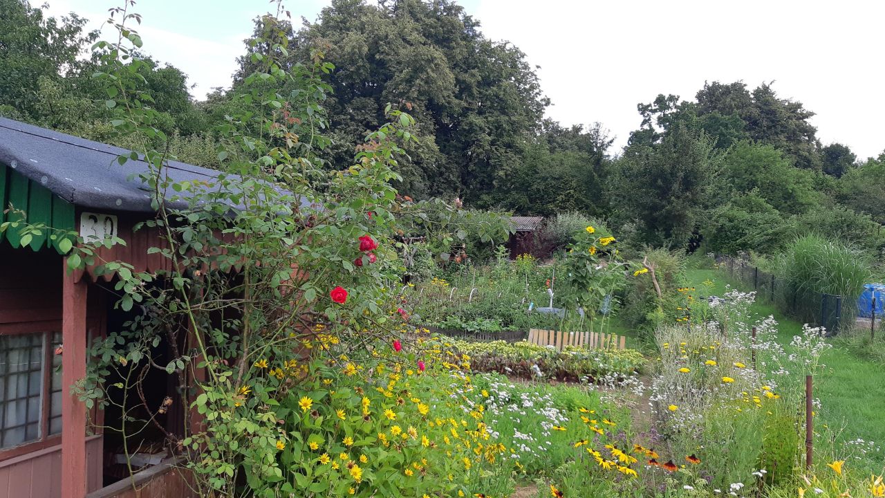 Działka rod Lublin Zimne Doły, ul. Wojciechowska. Zdjęcie 8