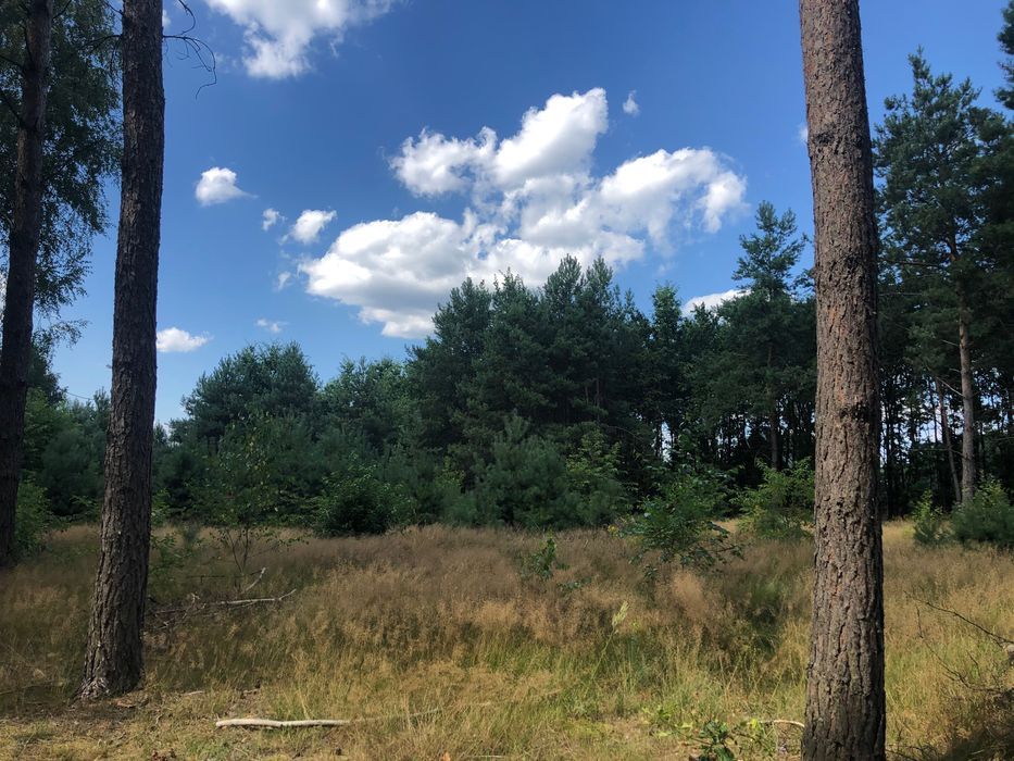 Działka rolno-budowlana Pogorzelec. Zdjęcie 3