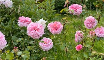 Działka rod Lublin, ul. Zawilcowa