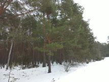 Działka budowlana Otwock Soplicowo, ul. Bernardyńska 32. Zdjęcie 3