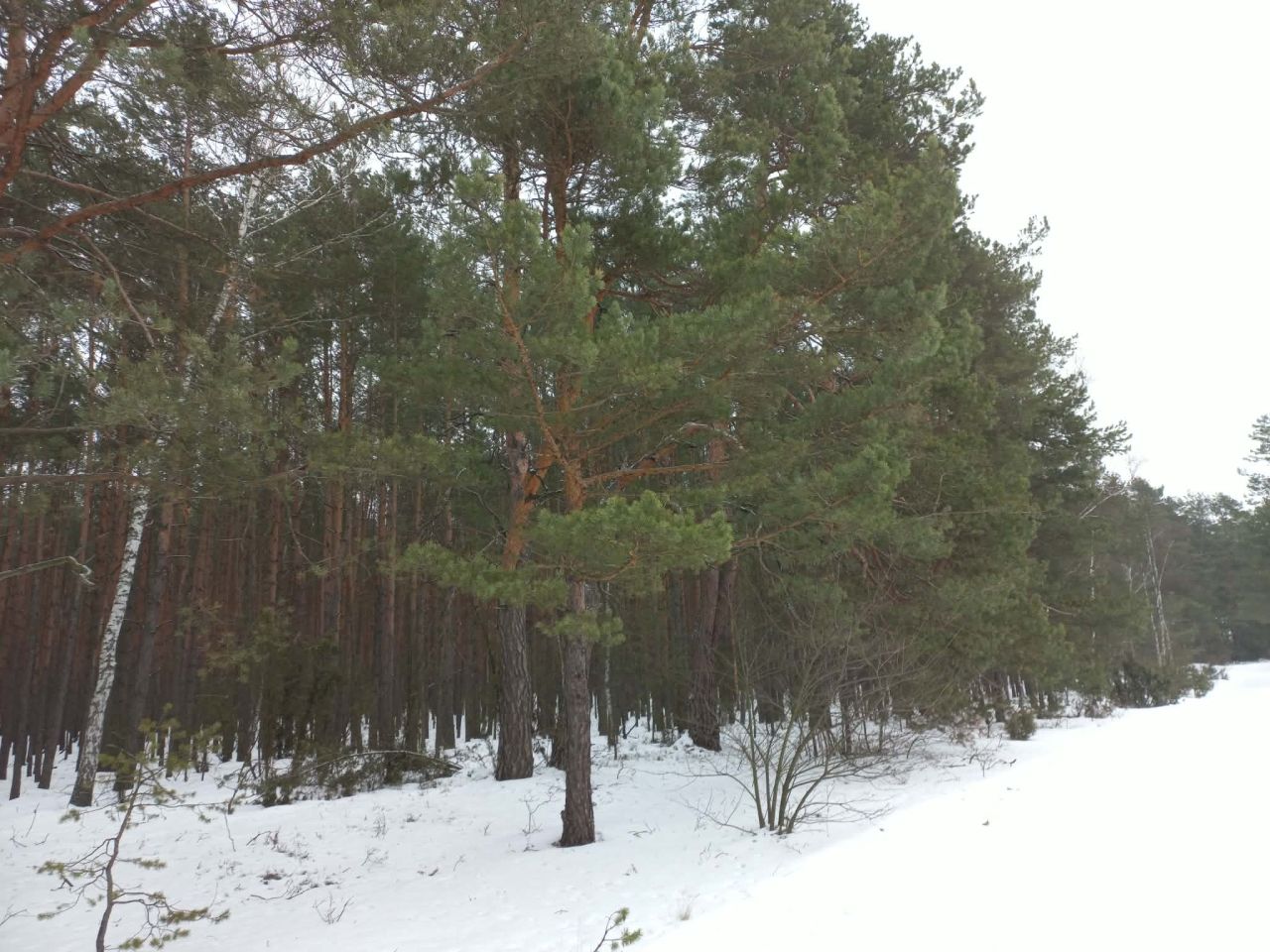 Działka budowlana Otwock Soplicowo, ul. Bernardyńska 32. Zdjęcie 4