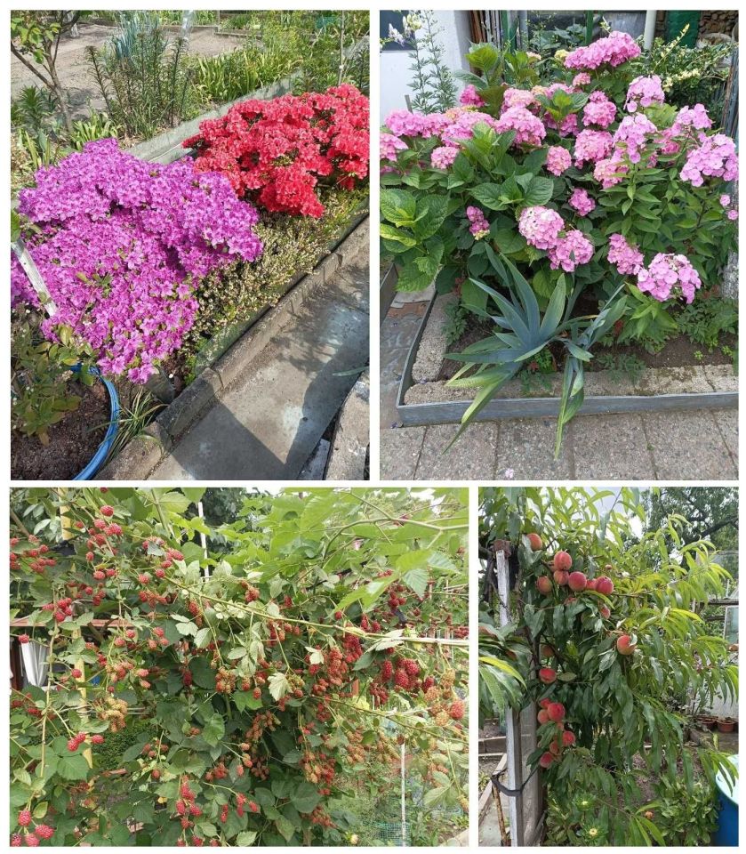 Działka rod Szczecin Pogodno. Zdjęcie 2