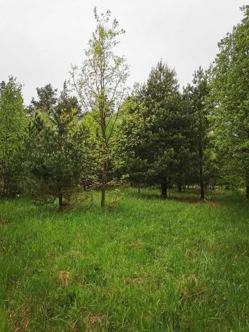 Działka budowlana Wąsosz Zarowie. Zdjęcie 1