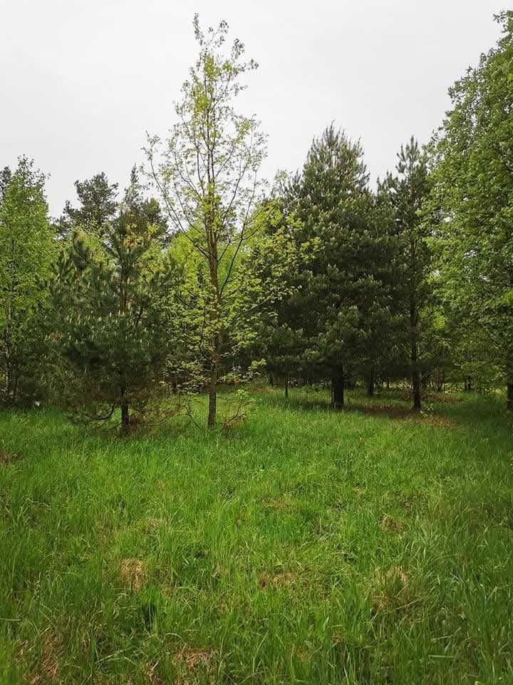 Działka budowlana Wąsosz Zarowie