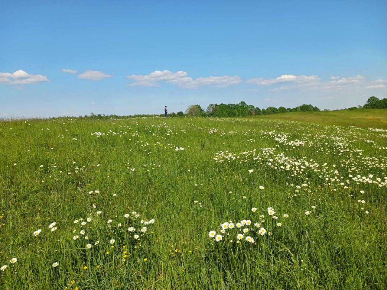 Działka rolna Notyst Mały