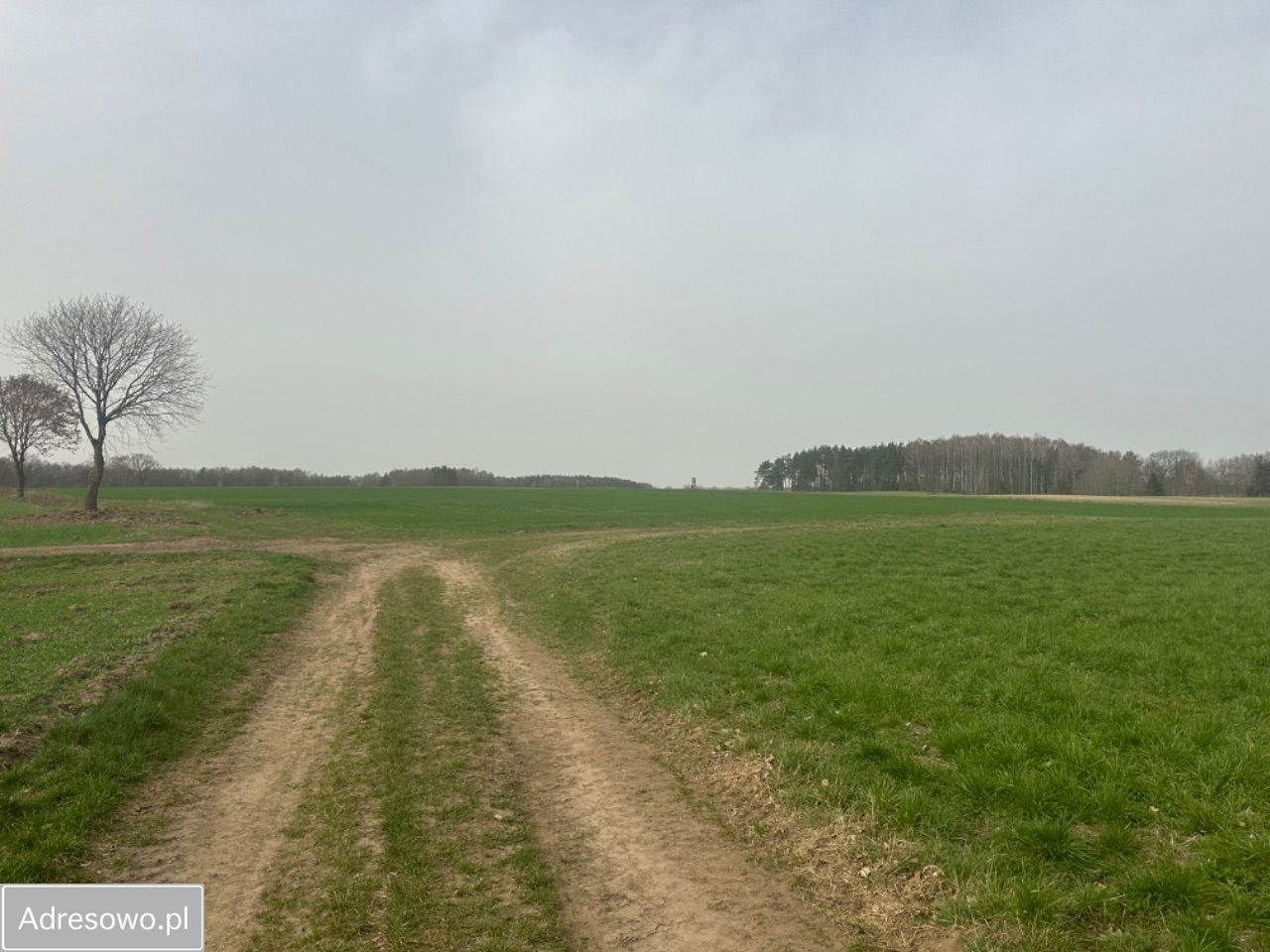 Działka rolna Brzeście. Zdjęcie 2