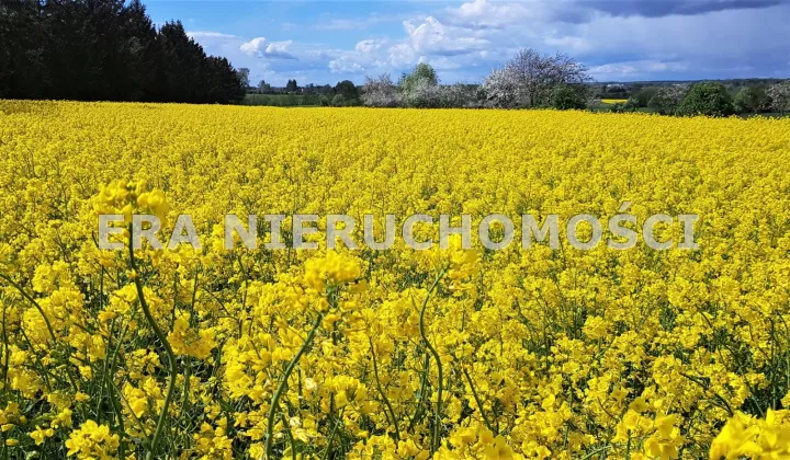 Działka siedliskowa Borowskie Gziki