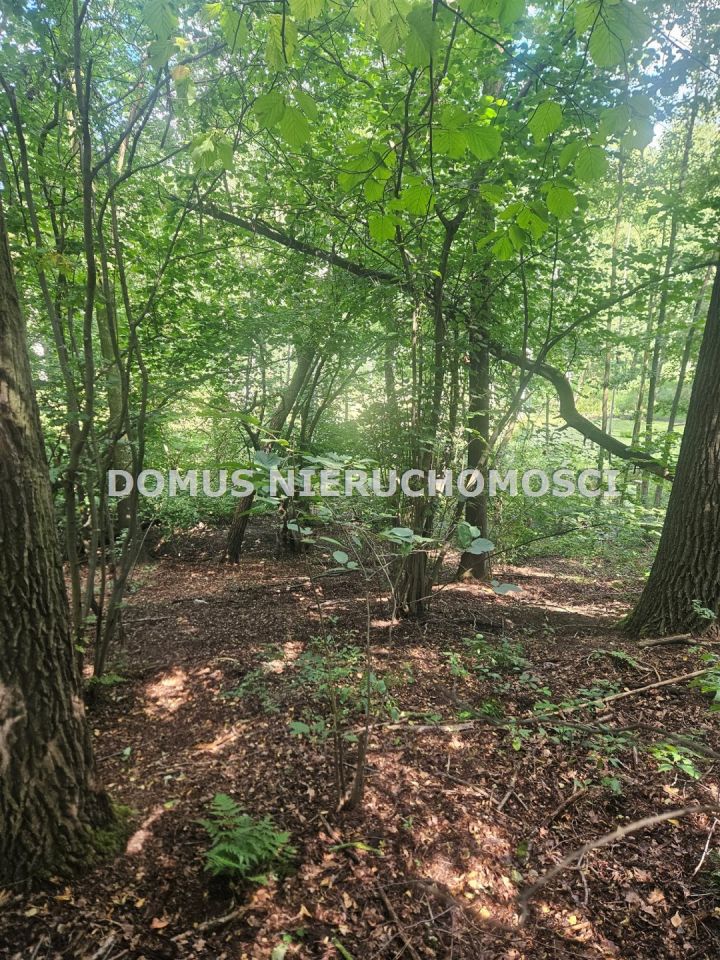 Działka leśna Nagawki. Zdjęcie 6
