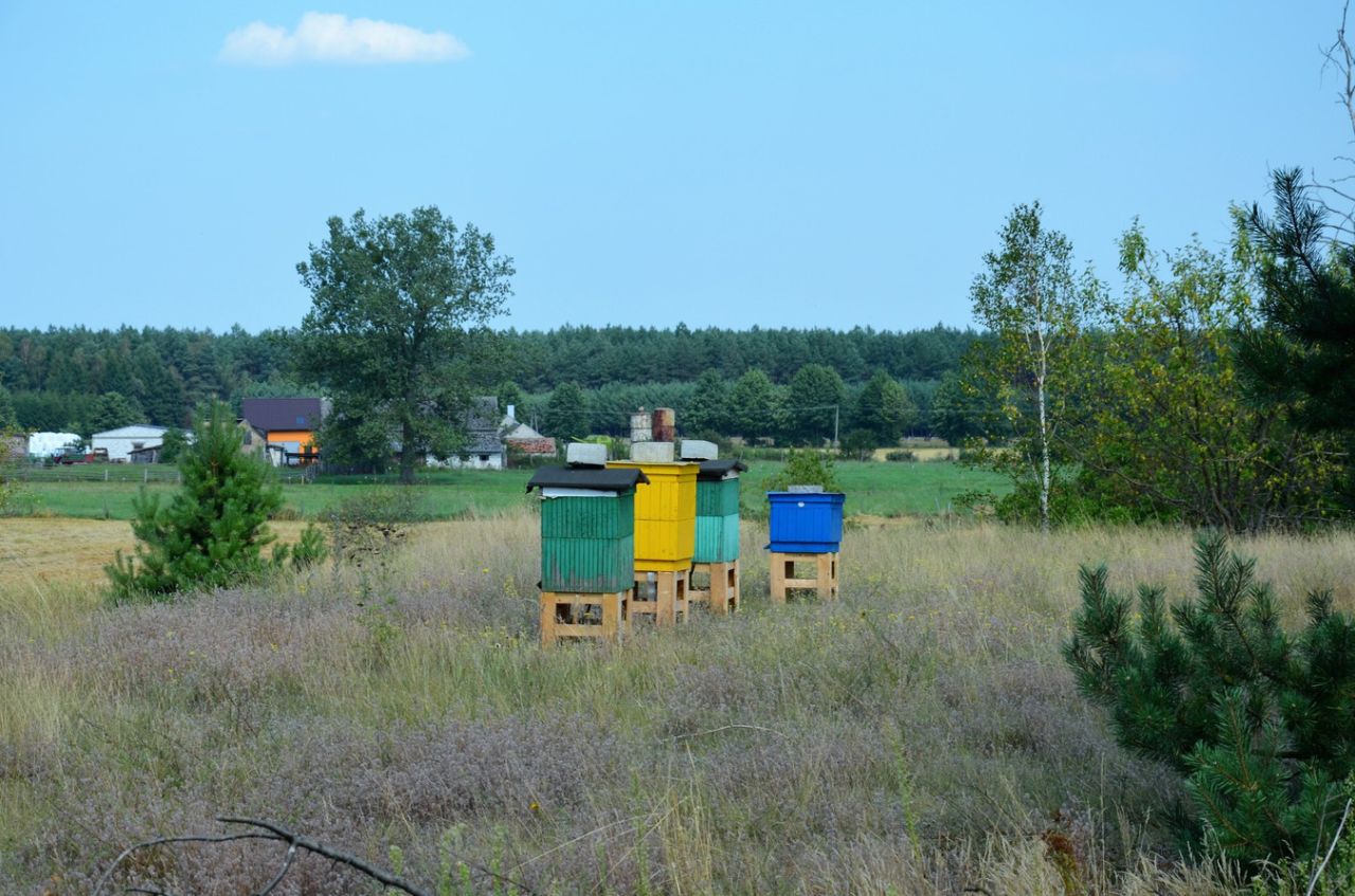 Działka siedliskowa Wrzeszczyna. Zdjęcie 3