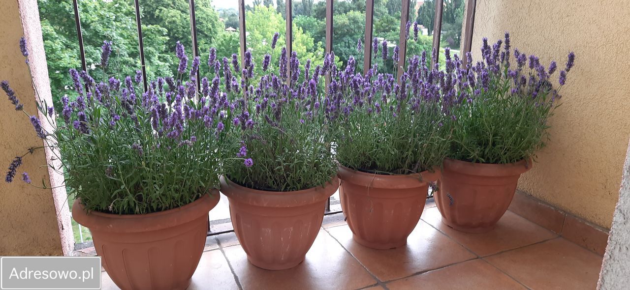 Mieszkanie 2-pokojowe Szczecin Pomorzany, ul. Budziszyńska. Zdjęcie 5