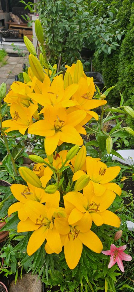 Działka rod Białystok Dojlidy. Zdjęcie 6