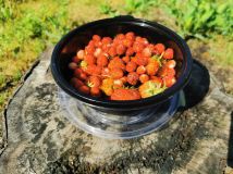 Działka rod Gliwice Śródmieście. Zdjęcie 4