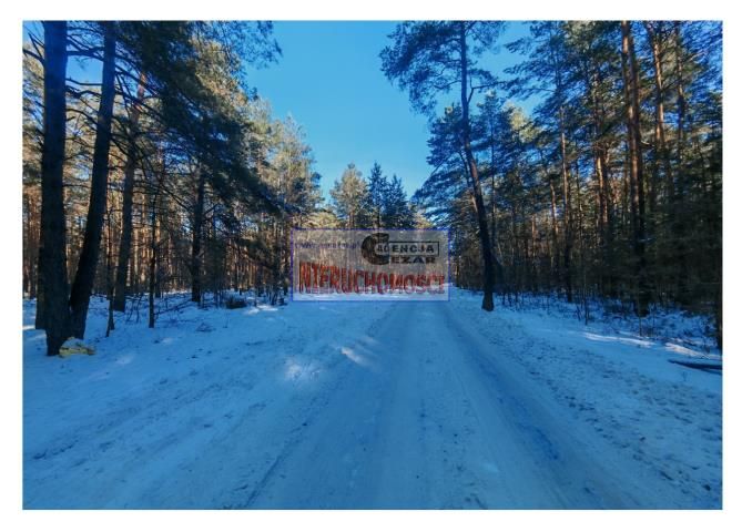 Działka leśna Tartak, Azaliowa. Zdjęcie 5