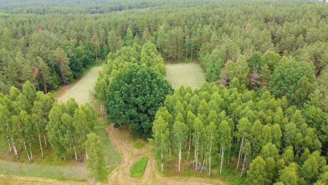 Działka rolna Dzierniakowo. Zdjęcie 4