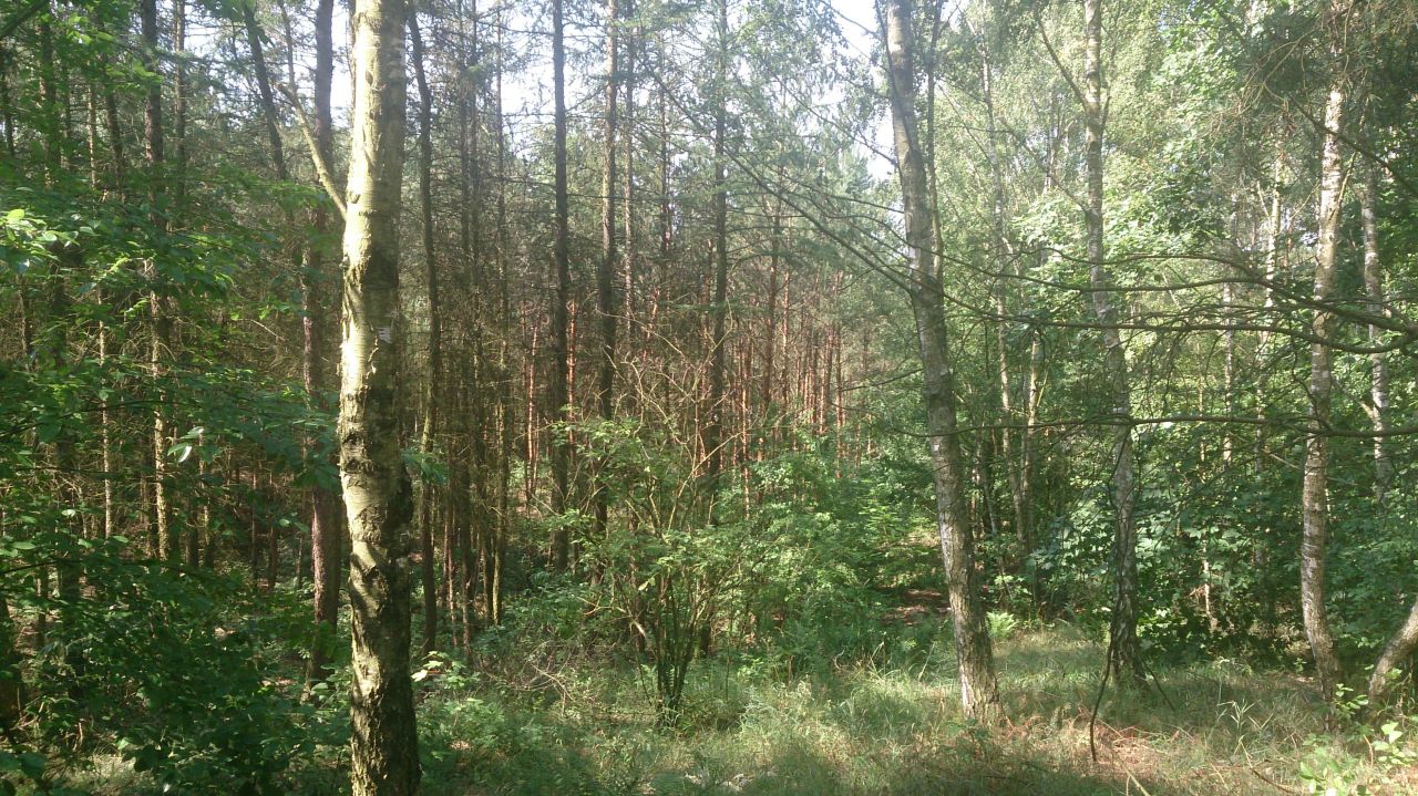 Działka rolno-budowlana Żagno. Zdjęcie 3