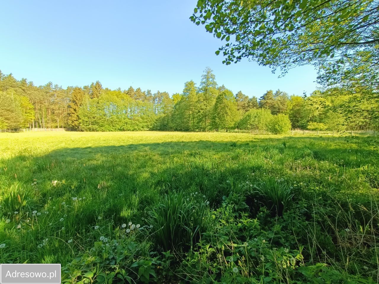 Działka Stara Wieś. Zdjęcie 12