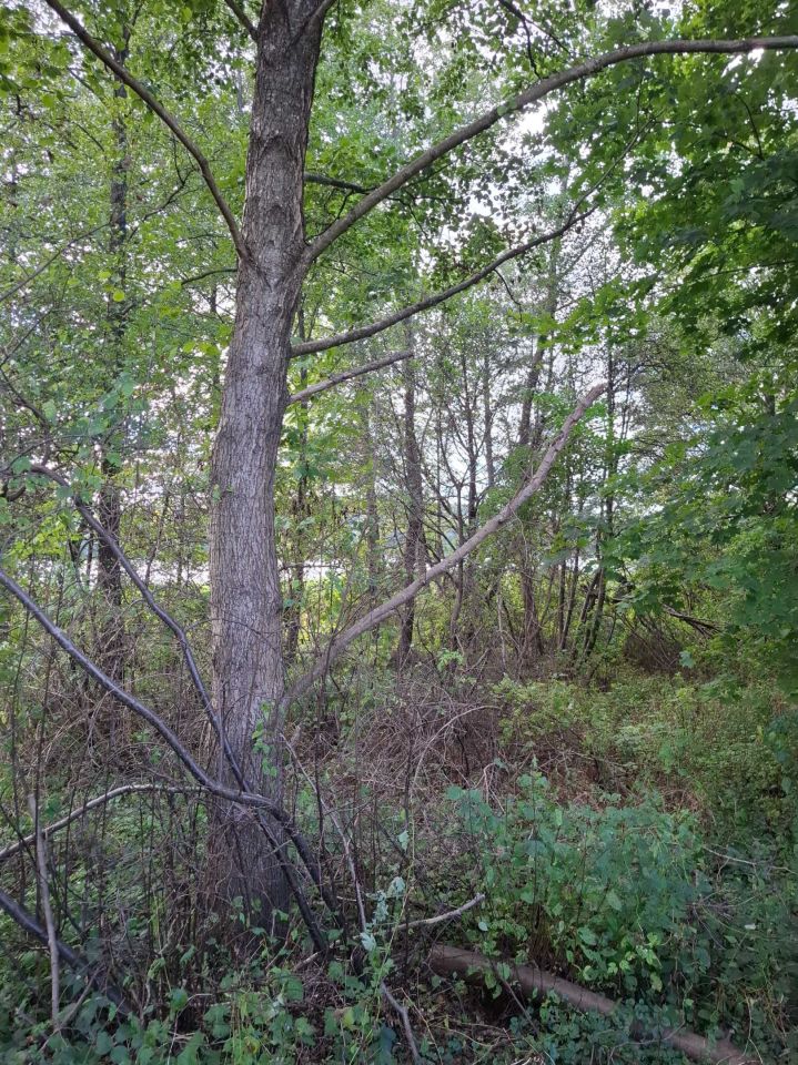 Działka rolna Krępsk. Zdjęcie 6