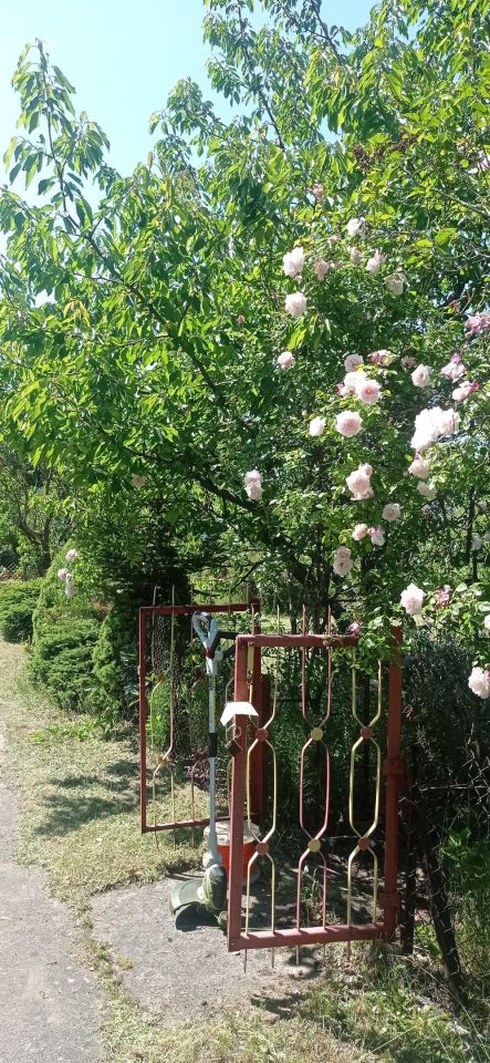 Działka rod Łódź Widzew, ul. Lodowa. Zdjęcie 19