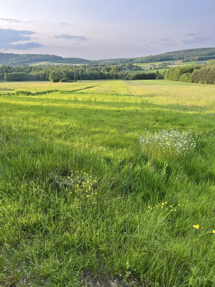 Działka rolno-budowlana Ociesęki. Zdjęcie 5