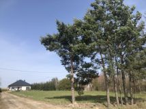 Działka budowlana Lipa. Zdjęcie 3