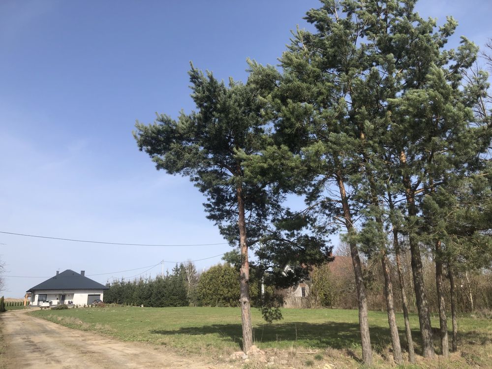 Działka budowlana Lipa. Zdjęcie 4