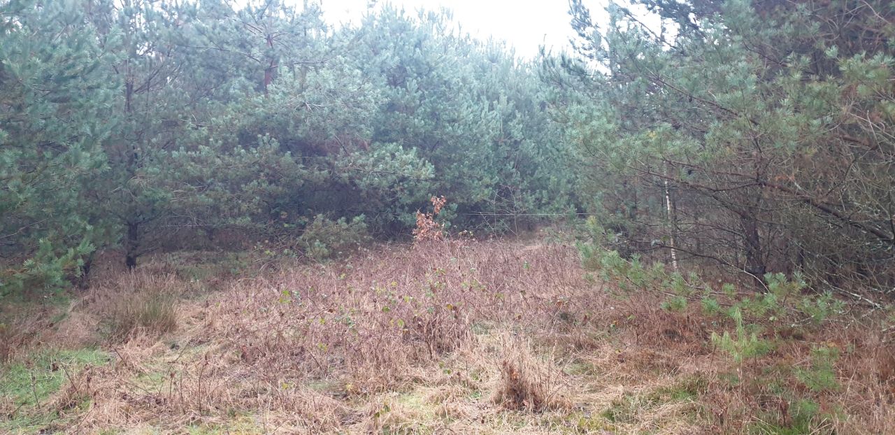 Działka rolna Kobylasz. Zdjęcie 7