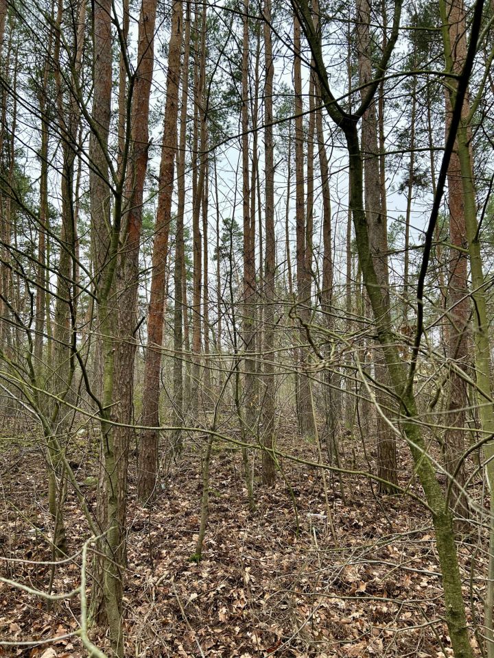 Działka leśna Legionowo, ul. Dębowa. Zdjęcie 5
