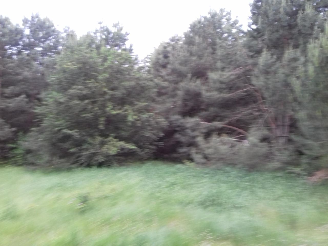 Działka rekreacyjna Żagliny Żagliny Duże. Zdjęcie 3