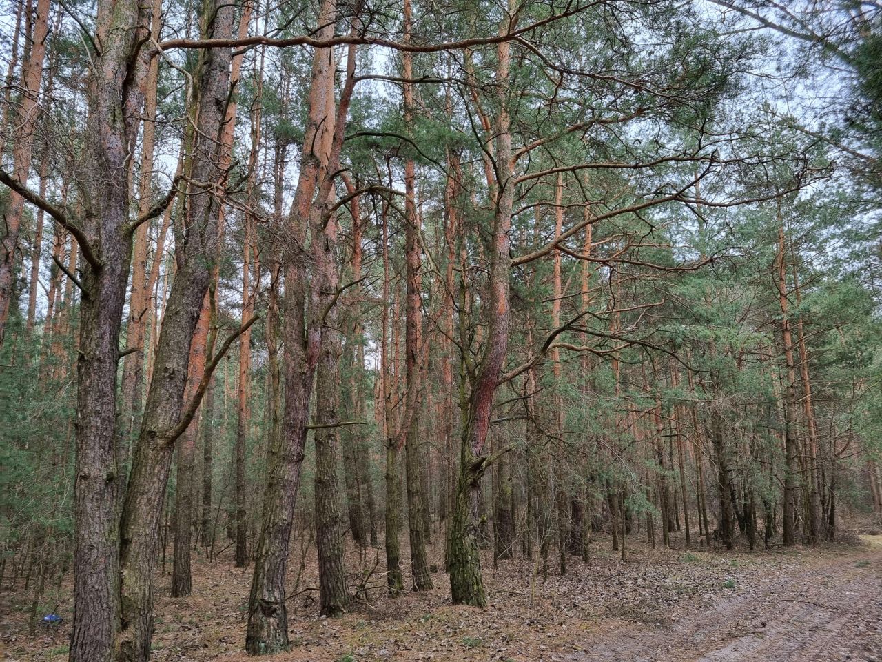 Działka leśna Pcin. Zdjęcie 8