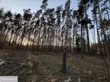 Działka leśna Wola Pieczyska. Zdjęcie 1