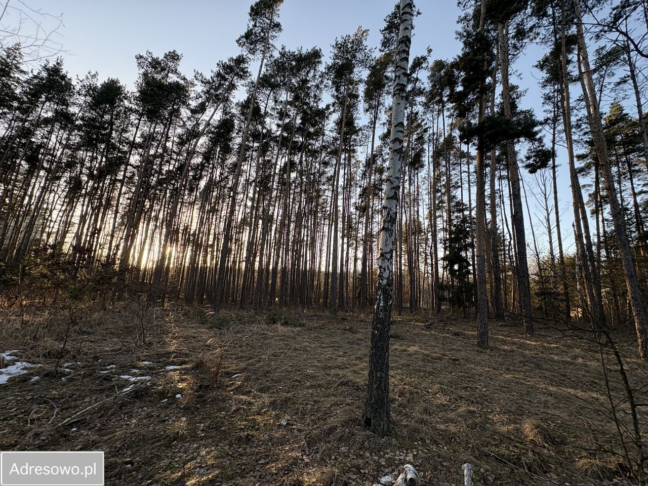 Działka leśna Wola Pieczyska. Zdjęcie 2