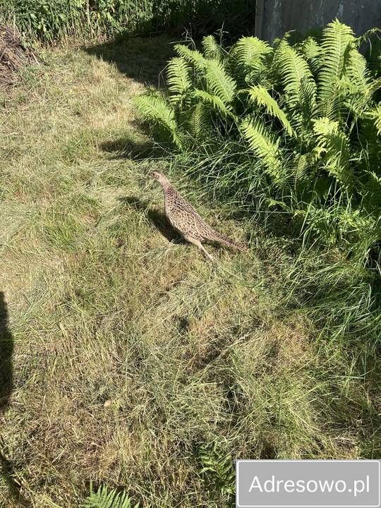 Działka rod Warszawa Wilanów, ul. Augustówka. Zdjęcie 6