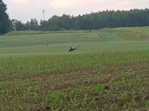 Działka budowlana Żytna Budzin, Sobieskiego. Zdjęcie 2