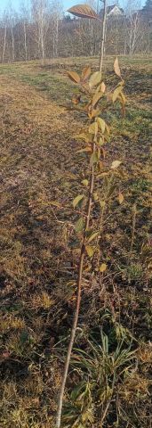 Działka rolna Pawłów. Zdjęcie 1