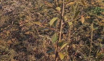 Działka rolna Pawłów