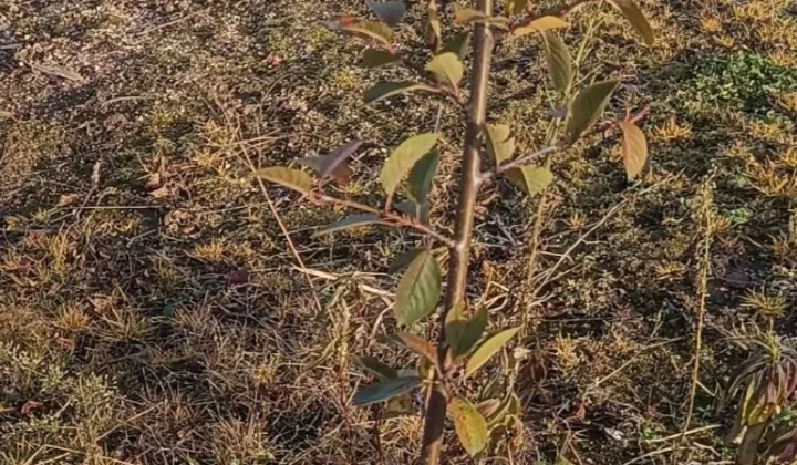 Działka rolna Pawłów