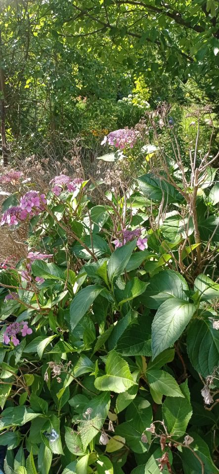 Działka rod Łódź Widzew, ul. Lodowa. Zdjęcie 42