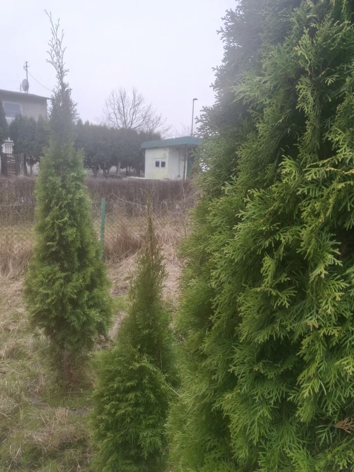 Działka rod Gdańsk Zaspa, ul. Zaścianek. Zdjęcie 9