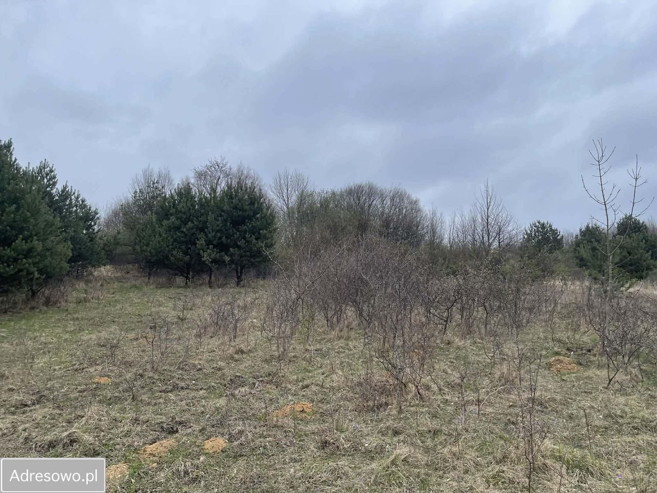 Działka rolna Gorzków Stary. Zdjęcie 4