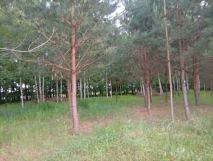 Działka Krasne. Zdjęcie 4