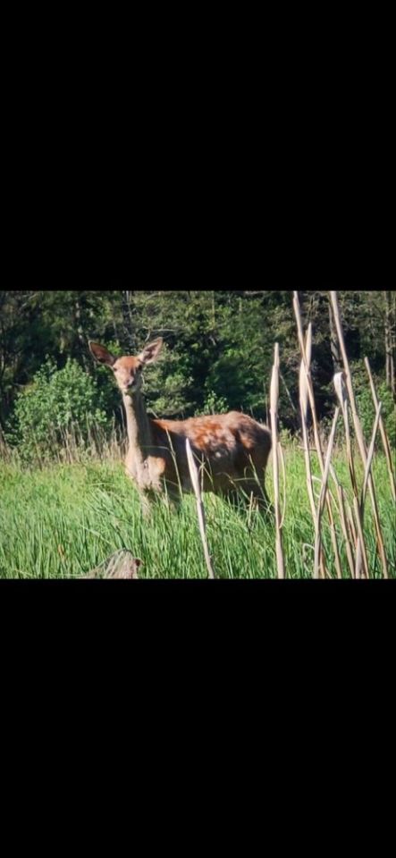 Działka rolna Strękowizna. Zdjęcie 6