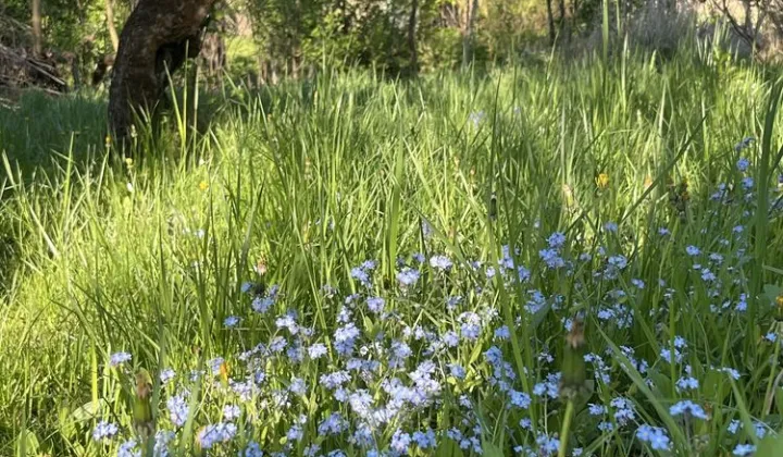 Działka rod Zamość, ul. Czesława Miłosza