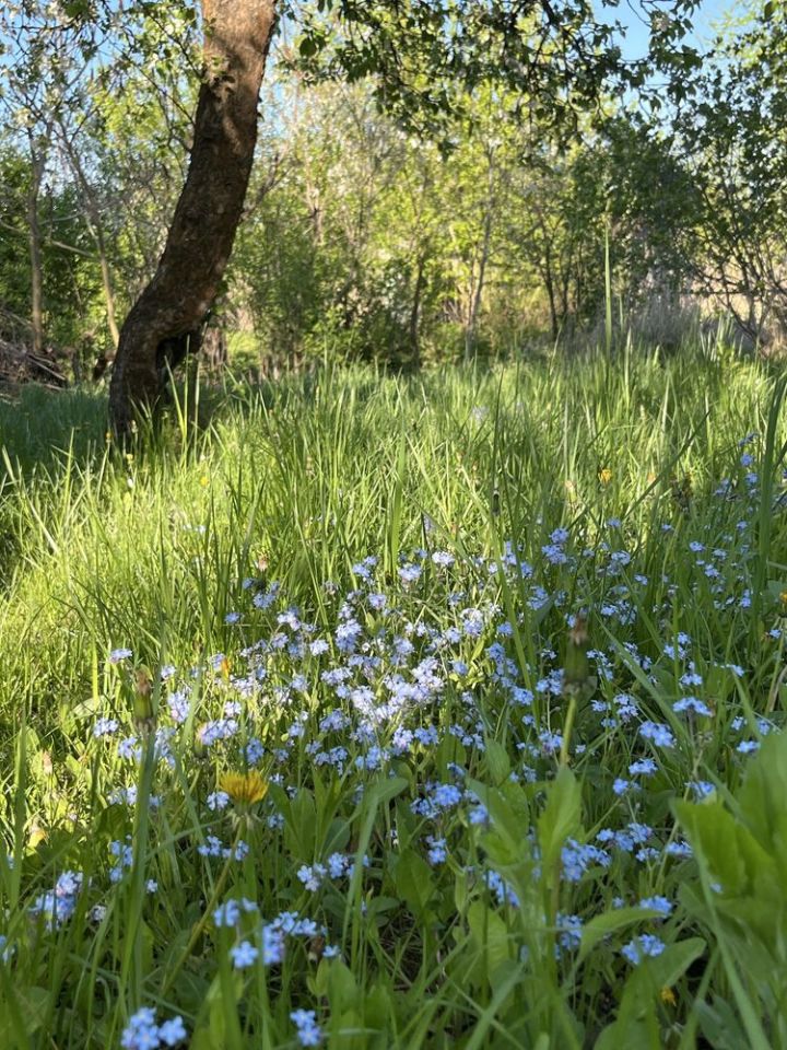 Działka rod Zamość, ul. Czesława Miłosza. Zdjęcie 1